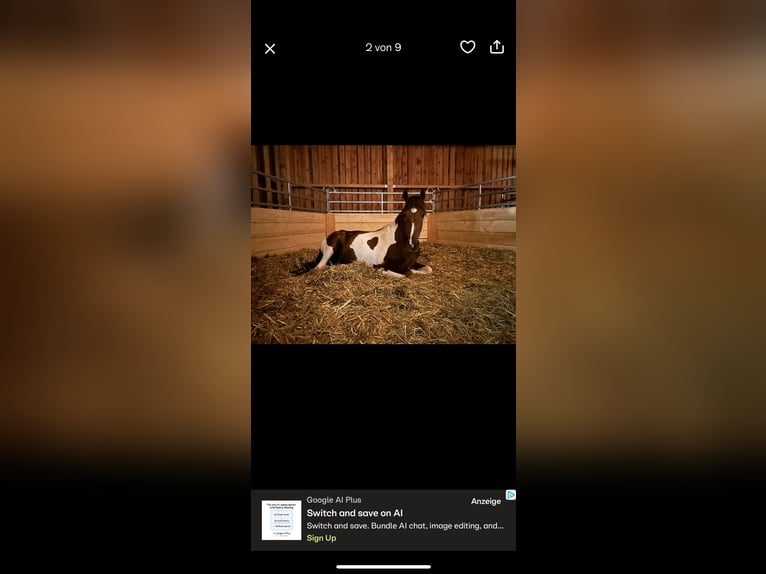 Cruzado Ruin 5 Jaar 165 cm Gevlekt-paard in Natternbach