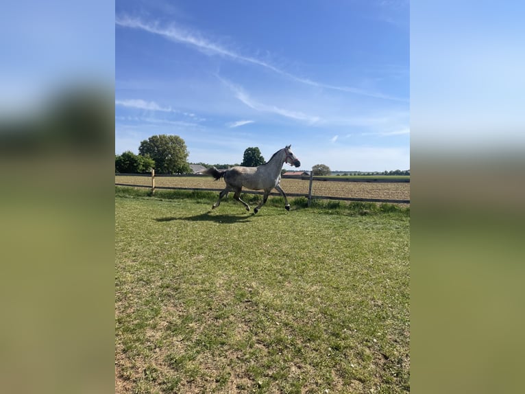 Cruzado Ruin 5 Jaar 165 cm Schimmel in Hemau
