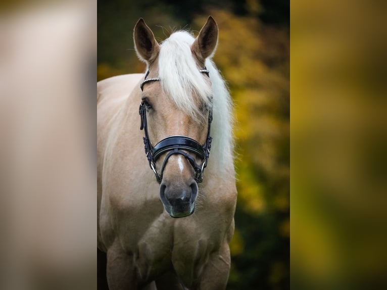 Cruzado Ruin 5 Jaar 167 cm Palomino in Nettersheim