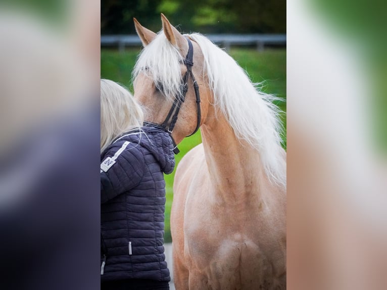 Cruzado Ruin 5 Jaar 167 cm Palomino in Nettersheim