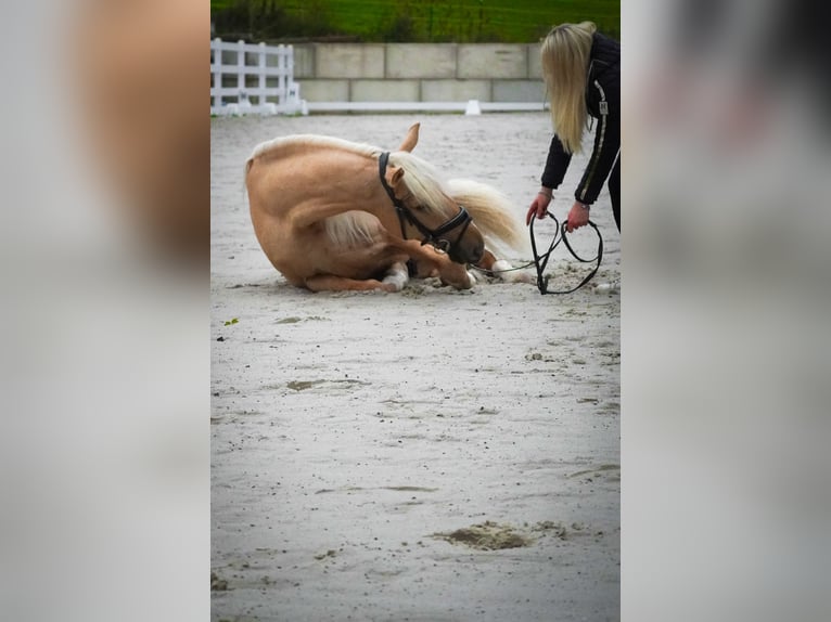 Cruzado Ruin 5 Jaar 167 cm Palomino in Nettersheim