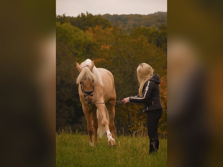 Cruzado Ruin 5 Jaar 167 cm Palomino in Nettersheim
