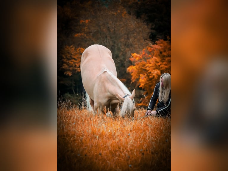 Cruzado Ruin 5 Jaar 167 cm Palomino in Nettersheim