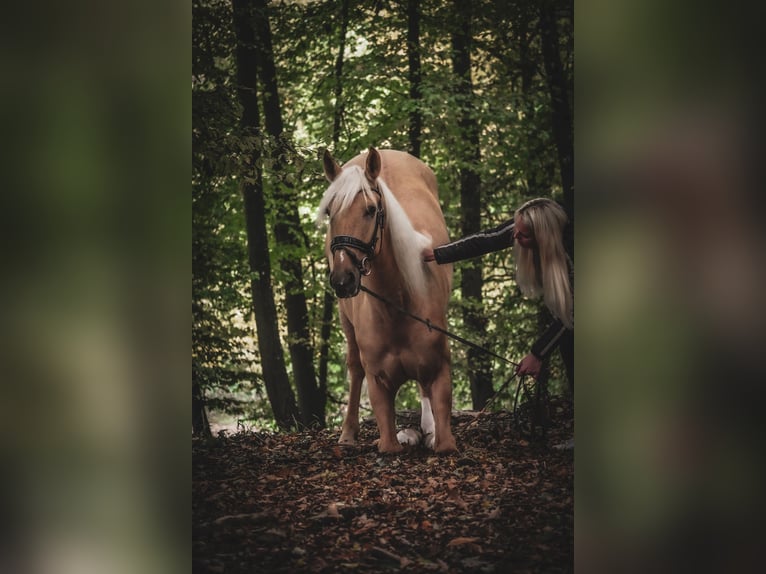 Cruzado Ruin 5 Jaar 167 cm Palomino in Nettersheim