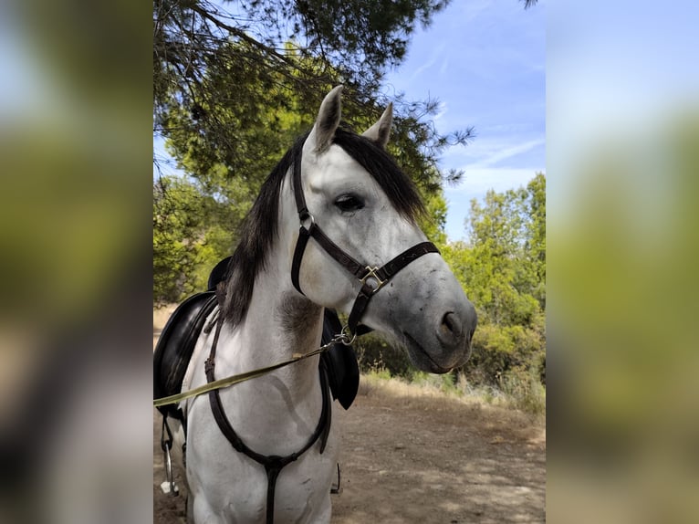 Cruzado Mix Ruin 5 Jaar Schimmel in Malaga