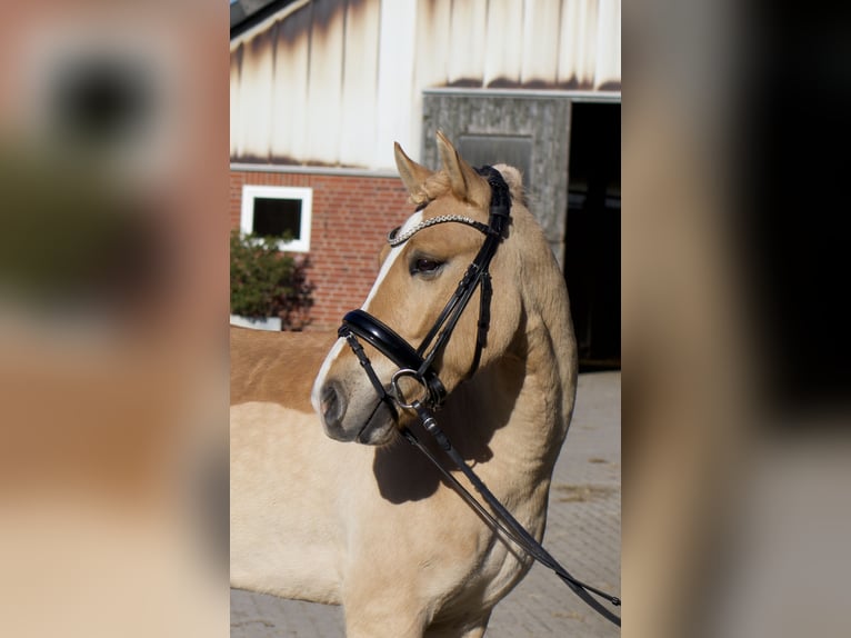 Cruzado Ruin 6 Jaar 143 cm Pearl in Coesfeld