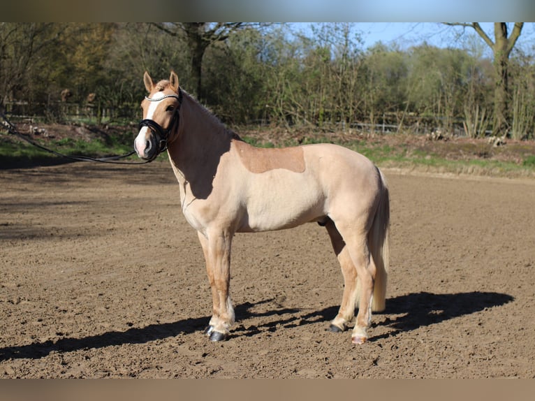 Cruzado Ruin 6 Jaar 143 cm Pearl in Coesfeld