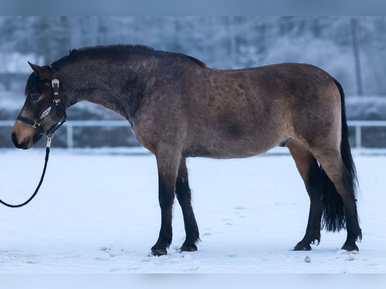 Cruzado Ruin 6 Jaar 148 cm Falbe in Neustadt (Wied)