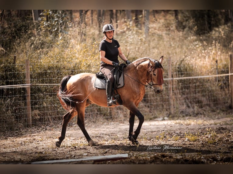 Cruzado Ruin 6 Jaar 150 cm Buckskin in RIO MAIOR