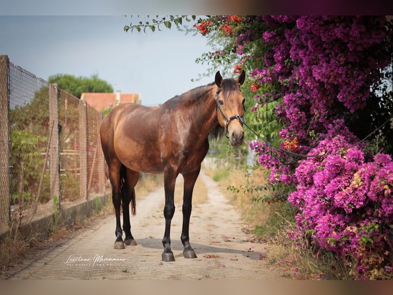 Cruzado Ruin 6 Jaar 150 cm Buckskin in RIO MAIOR