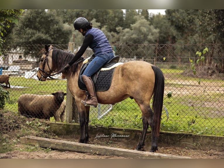 Cruzado Ruin 6 Jaar 150 cm Buckskin in RIO MAIOR