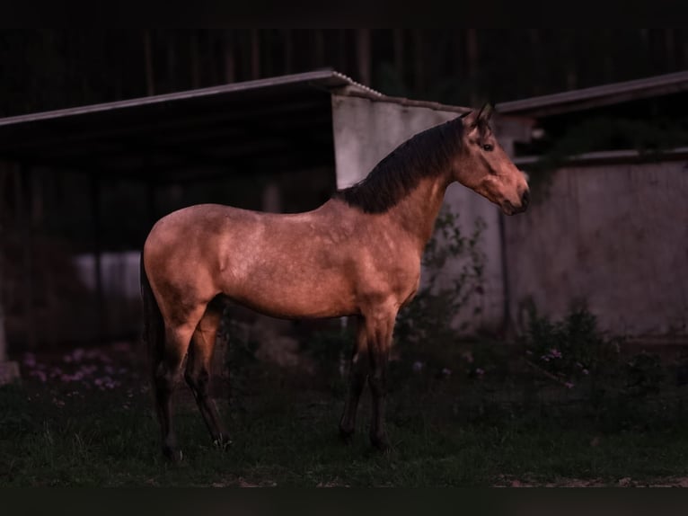 Cruzado Ruin 6 Jaar 150 cm Buckskin in RIO MAIOR