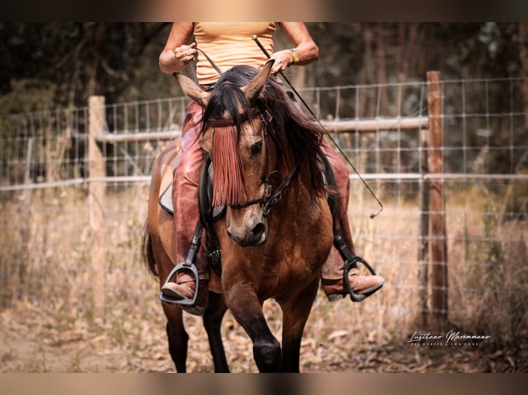 Cruzado Ruin 6 Jaar 150 cm Buckskin in RIO MAIOR