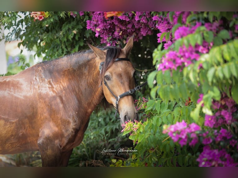 Cruzado Ruin 6 Jaar 150 cm Buckskin in RIO MAIOR