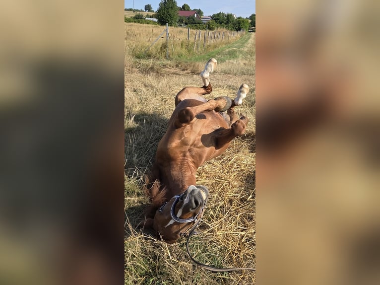 Cruzado Mix Ruin 6 Jaar 156 cm Vos in Leingarten