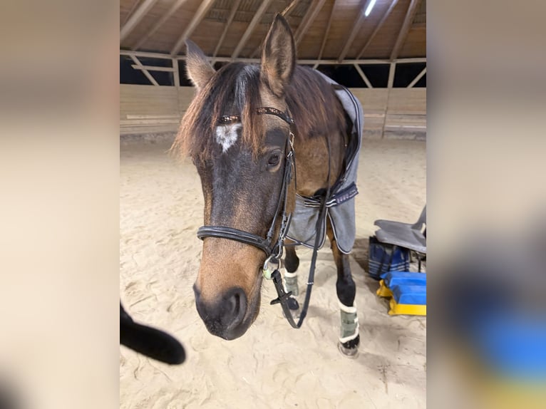 Cruzado Ruin 6 Jaar 158 cm Buckskin in Baden