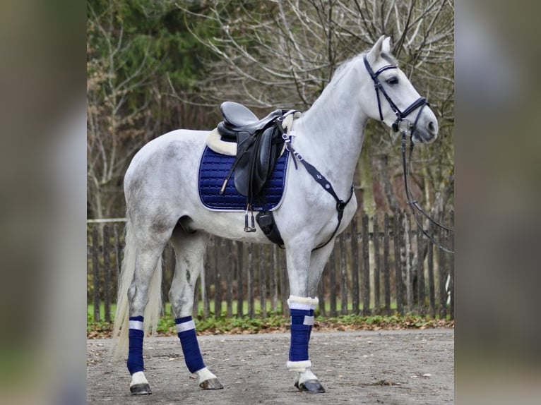 Cruzado Ruin 6 Jaar 160 cm Schimmel in München