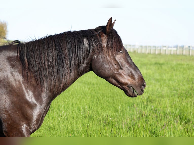 Cruzado Mix Ruin 6 Jaar 163 cm Donkerbruin in Langenhagen