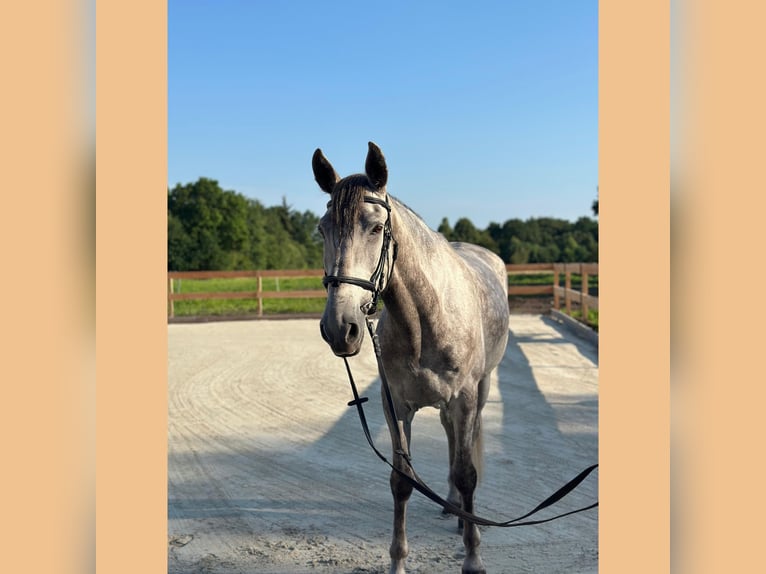 Cruzado Ruin 6 Jaar 164 cm Schimmel in Aurich