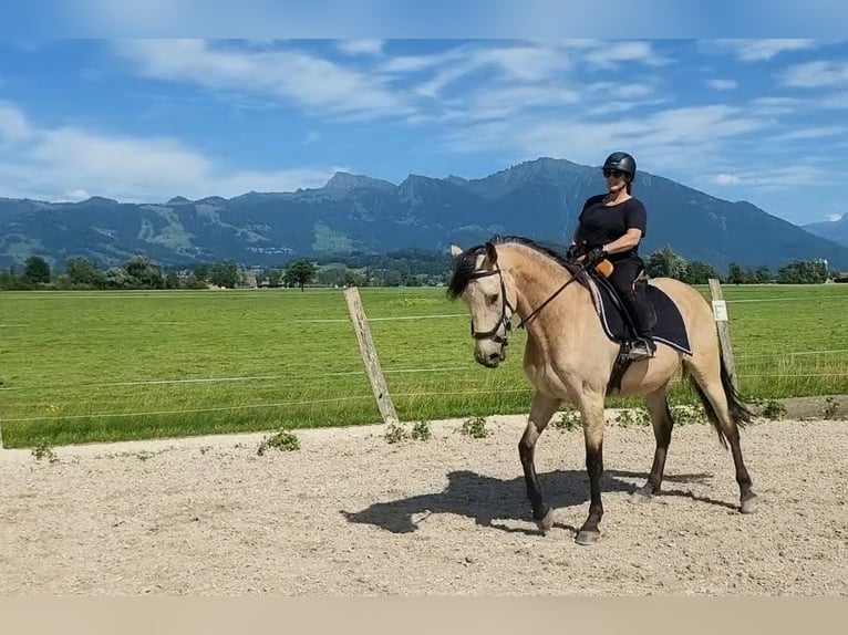 Cruzado Mix Ruin 6 Jaar 174 cm Buckskin in Tuggen