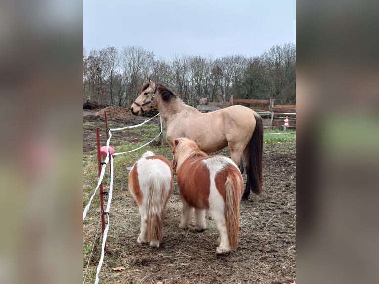Cruzado Ruin 7 Jaar 147 cm Buckskin in Frohburg