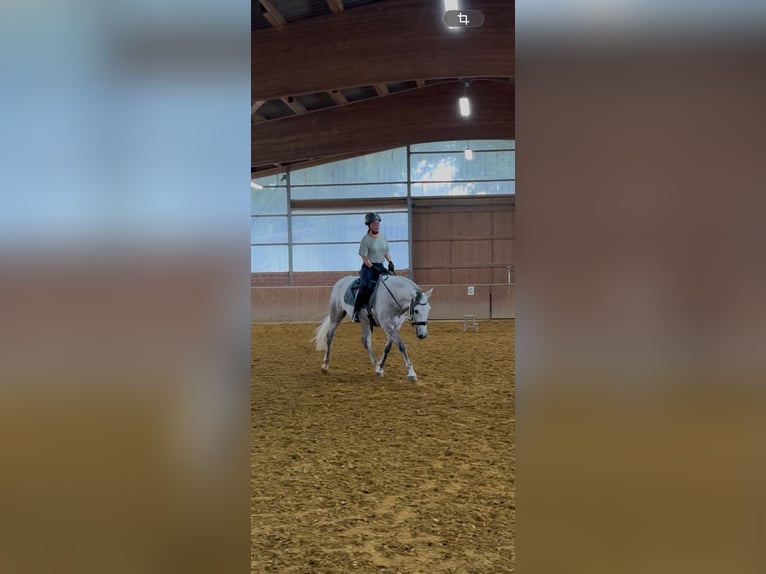 Cruzado Ruin 7 Jaar 155 cm Appelschimmel in Hünxe