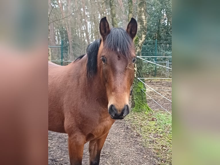 Cruzado Ruin 7 Jaar 155 cm Bruin in Reken