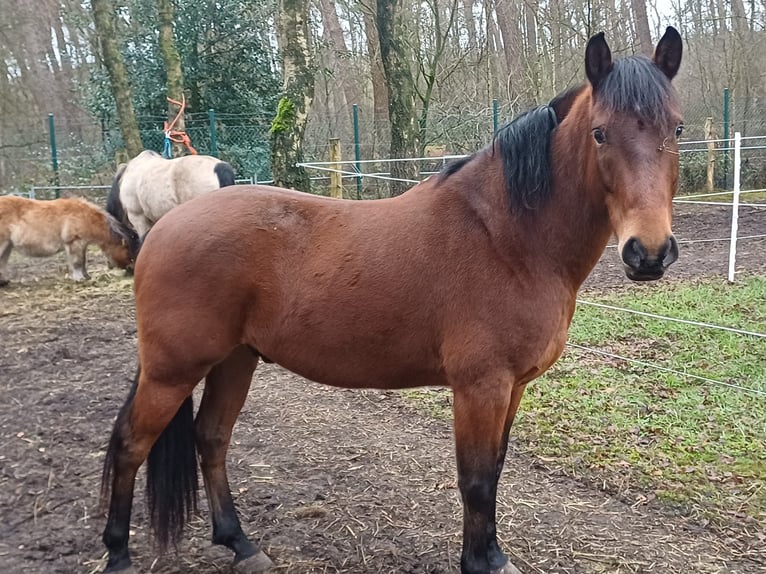 Cruzado Ruin 7 Jaar 155 cm Bruin in Reken