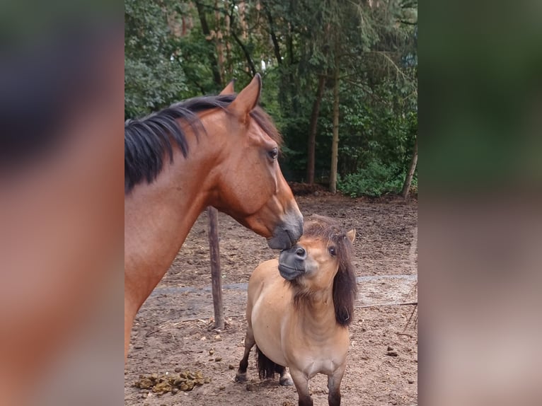 Cruzado Ruin 7 Jaar 155 cm Bruin in Reken