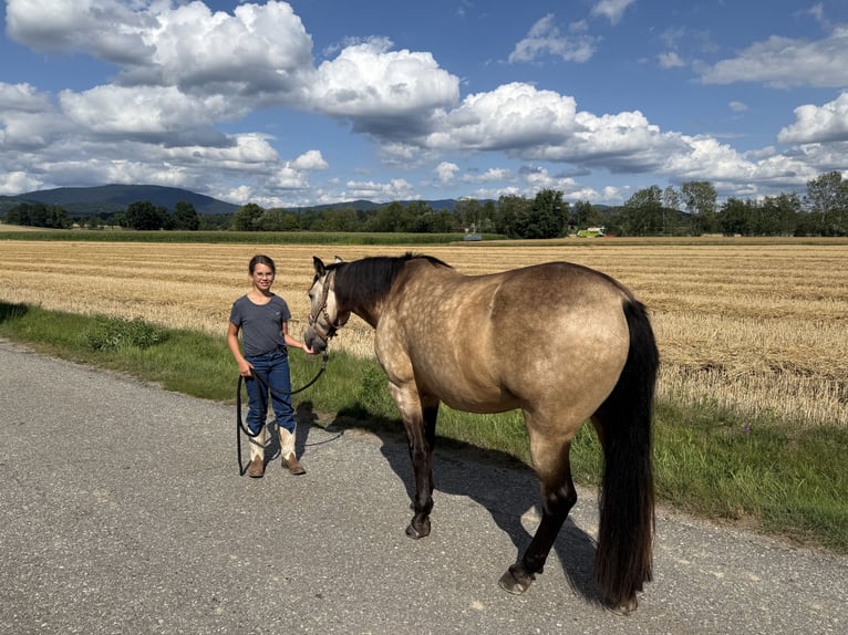 Cruzado Mix Ruin 7 Jaar 155 cm Falbe in Offenberg