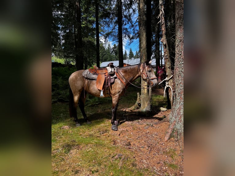 Cruzado Mix Ruin 7 Jaar 155 cm Falbe in Offenberg