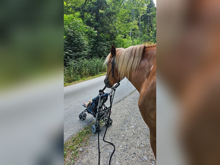Cruzado Ruin 7 Jaar 155 cm Vos in Wiesendangen