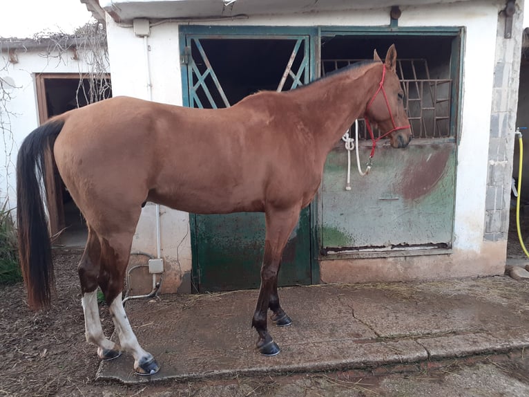 Cruzado Ruin 7 Jaar 158 cm Vos in Valls