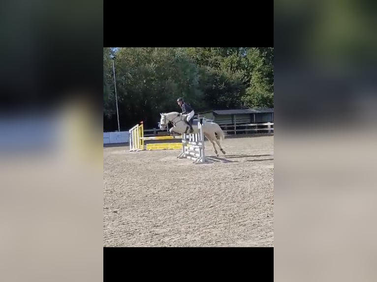 Cruzado Ruin 7 Jaar 162 cm Cremello in Ertvelde