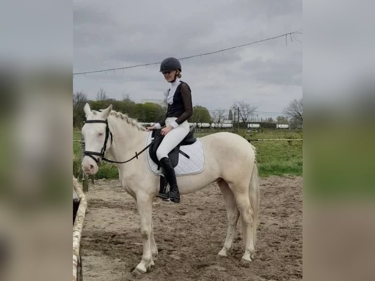 Cruzado Ruin 7 Jaar 162 cm Cremello in Ertvelde