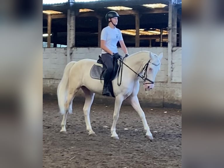 Cruzado Ruin 7 Jaar 162 cm Cremello in Wondelgem