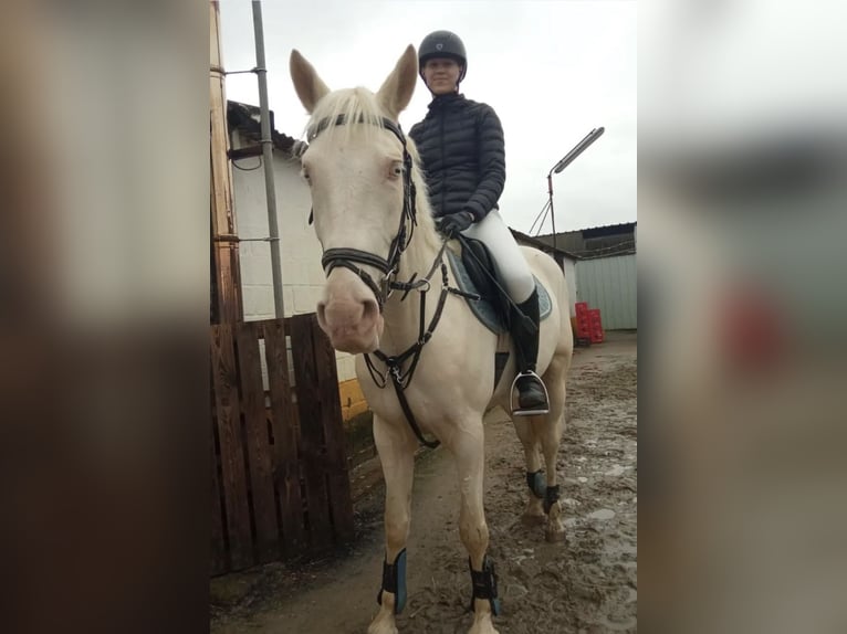 Cruzado Ruin 7 Jaar 162 cm Cremello in Wondelgem