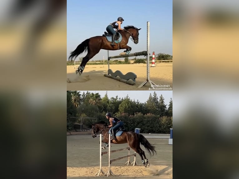 Cruzado Ruin 7 Jaar 162 cm Donkerbruin in La Puebla Del Rio
