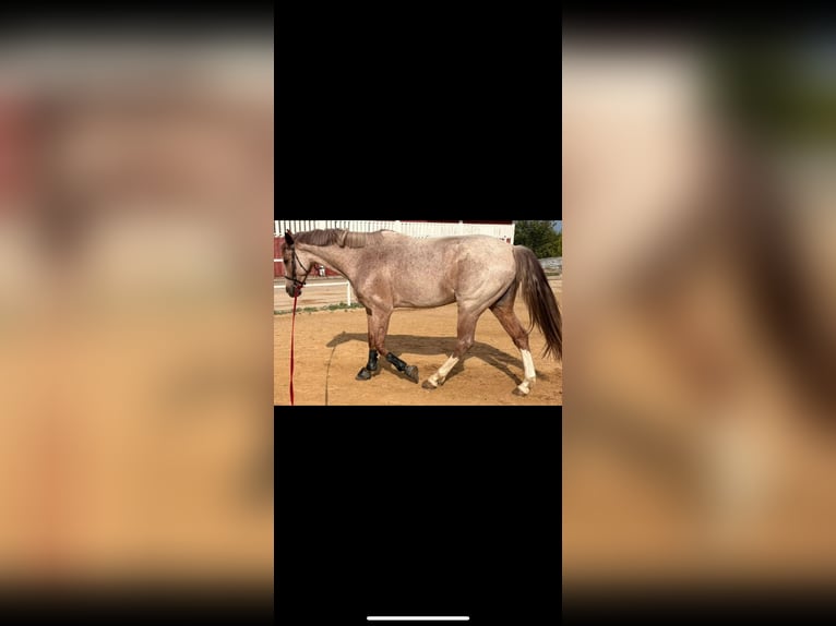 Cruzado Ruin 7 Jaar 165 cm Roan-Red in ValladolidValladolid