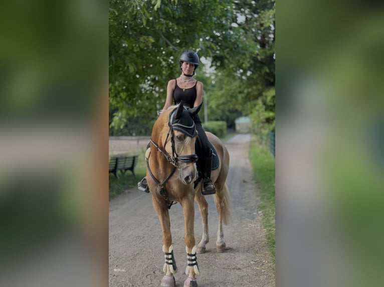 Cruzado Ruin 7 Jaar 166 cm Palomino in Neuss