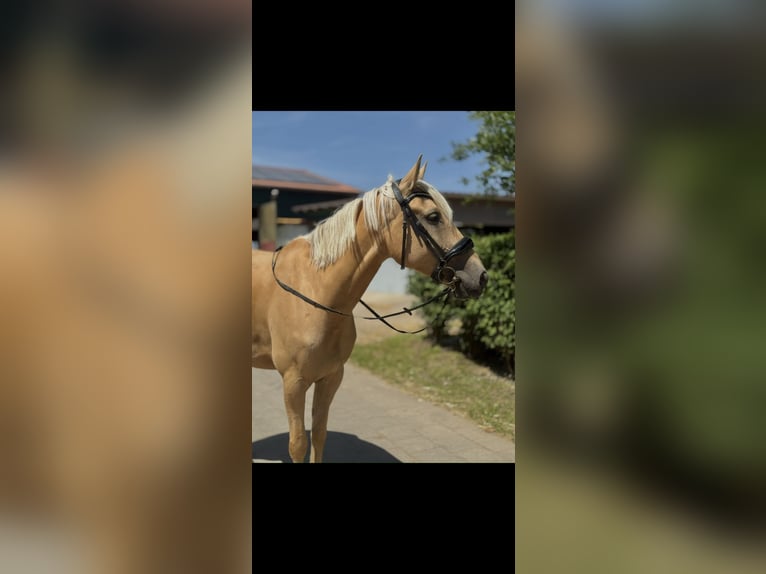 Cruzado Ruin 7 Jaar 166 cm Palomino in Neuss