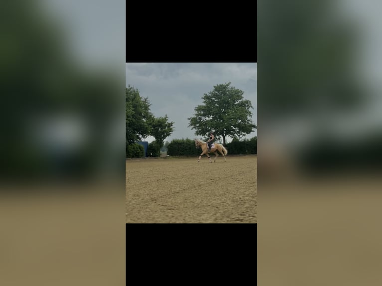 Cruzado Ruin 7 Jaar 166 cm Palomino in Neuss
