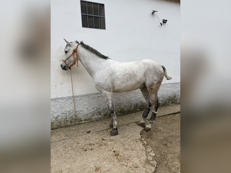 Cruzado Ruin 7 Jaar 166 cm Vliegenschimmel in Acebuchal, El (Lora Del Río