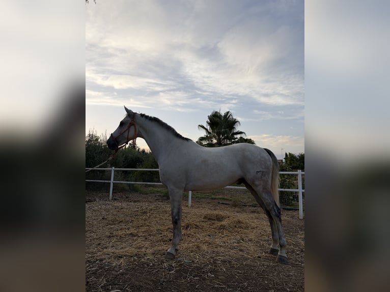 Cruzado Ruin 7 Jaar 166 cm Vliegenschimmel in Acebuchal, El (Lora Del Río