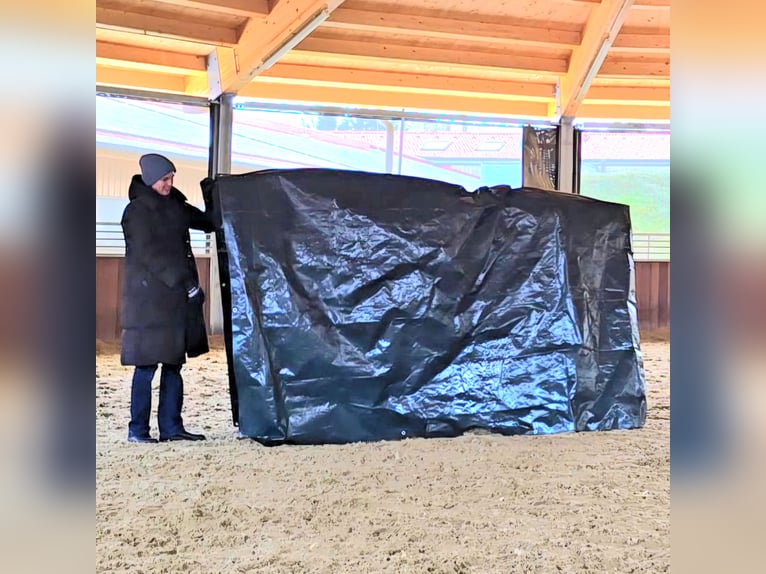Cruzado Ruin 7 Jaar 169 cm Buckskin in Stangau im Wienerwald