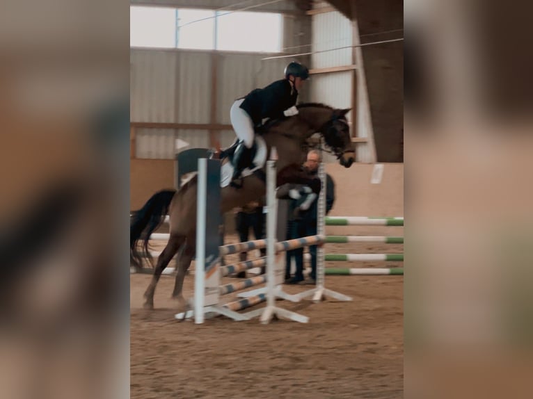 Cruzado Ruin 8 Jaar 146 cm Buckskin in Badbergen
