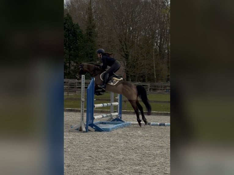 Cruzado Ruin 8 Jaar 146 cm Buckskin in Badbergen
