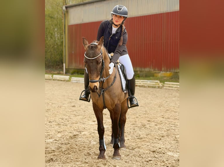 Cruzado Ruin 8 Jaar 146 cm Buckskin in Badbergen