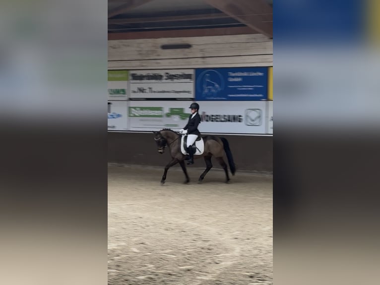 Cruzado Ruin 8 Jaar 146 cm Buckskin in Badbergen