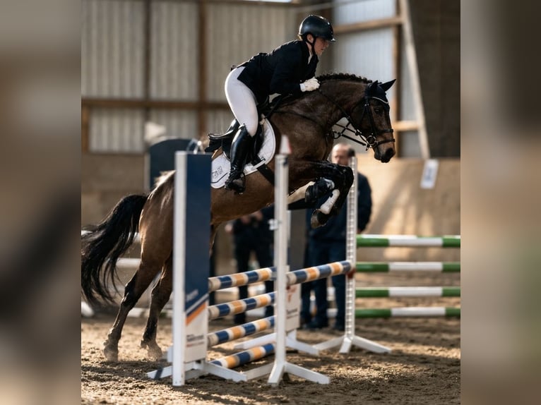 Cruzado Ruin 8 Jaar 146 cm Buckskin in Badbergen